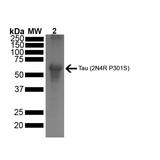 MAPT / Tau Protein - SDS-PAGE of ~67 kDa Human Tau Protein 2N4R P301S Preformed Fibrils. Lane 1: MW Ladder. Lane 2: Tau Protein Preformed Fibrils