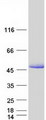 MAPT / Tau Protein - Purified recombinant protein MAPT was analyzed by SDS-PAGE gel and Coomassie Blue Staining