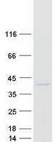 MARCH1 Protein - Purified recombinant protein MARC1 was analyzed by SDS-PAGE gel and Coomassie Blue Staining