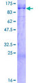 MARCH10 Protein - 12.5% SDS-PAGE of human MARCH10 stained with Coomassie Blue
