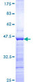 MARCH10 Protein - 12.5% SDS-PAGE Stained with Coomassie Blue.