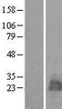 MARCH2 Protein - Western validation with an anti-DDK antibody * L: Control HEK293 lysate R: Over-expression lysate