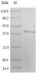 MARCH2 Protein - (Tris-Glycine gel) Discontinuous SDS-PAGE (reduced) with 5% enrichment gel and 15% separation gel.