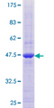 MARCH2 Protein - 12.5% SDS-PAGE of human MARCH2 stained with Coomassie Blue
