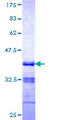 MARCH2 Protein - 12.5% SDS-PAGE Stained with Coomassie Blue.