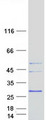 MARCH2 Protein - Purified recombinant protein MARCH2 was analyzed by SDS-PAGE gel and Coomassie Blue Staining