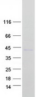 MARCH2 Protein - Purified recombinant protein MARC2 was analyzed by SDS-PAGE gel and Coomassie Blue Staining
