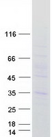 MARCH3 Protein - Purified recombinant protein MARCH3 was analyzed by SDS-PAGE gel and Coomassie Blue Staining