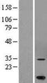 MARCH5 Protein - Western validation with an anti-DDK antibody * L: Control HEK293 lysate R: Over-expression lysate