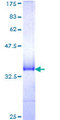 MARCH5 Protein - 12.5% SDS-PAGE Stained with Coomassie Blue.
