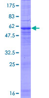 MARCH8 Protein - 12.5% SDS-PAGE of human MARCH8 stained with Coomassie Blue