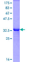 MARCH8 Protein - 12.5% SDS-PAGE Stained with Coomassie Blue.