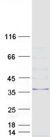 MARCH8 Protein - Purified recombinant protein MARCH8 was analyzed by SDS-PAGE gel and Coomassie Blue Staining