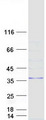MARCH8 Protein - Purified recombinant protein MARCH8 was analyzed by SDS-PAGE gel and Coomassie Blue Staining