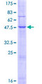 MARCH9 Protein - 12.5% SDS-PAGE of human MARCH9 stained with Coomassie Blue