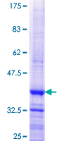 MARCH9 Protein - 12.5% SDS-PAGE Stained with Coomassie Blue.