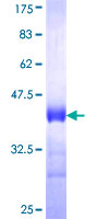 MARCKS Protein - 12.5% SDS-PAGE Stained with Coomassie Blue.