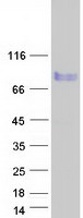 MARCKS Protein - Purified recombinant protein MARCKS was analyzed by SDS-PAGE gel and Coomassie Blue Staining