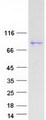 MARK2 Protein - Purified recombinant protein MARK2 was analyzed by SDS-PAGE gel and Coomassie Blue Staining