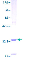 MARK4 Protein - 12.5% SDS-PAGE of human MARK4 stained with Coomassie Blue