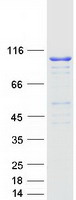 MARS Protein - Purified recombinant protein MARS was analyzed by SDS-PAGE gel and Coomassie Blue Staining