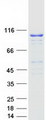 MARS Protein - Purified recombinant protein MARS was analyzed by SDS-PAGE gel and Coomassie Blue Staining