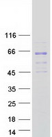 MARS2 Protein - Purified recombinant protein MARS2 was analyzed by SDS-PAGE gel and Coomassie Blue Staining
