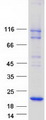 MARVELD1 Protein - Purified recombinant protein MARVELD1 was analyzed by SDS-PAGE gel and Coomassie Blue Staining