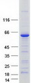 MARVELD2 / Tricellulin Protein - Purified recombinant protein MARVELD2 was analyzed by SDS-PAGE gel and Coomassie Blue Staining