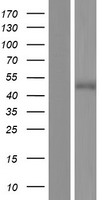 MARVELD3 Protein - Western validation with an anti-DDK antibody * L: Control HEK293 lysate R: Over-expression lysate