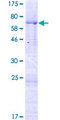 MARVELD3 Protein - 12.5% SDS-PAGE of human MARVELD3 stained with Coomassie Blue