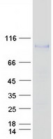 MASP1 / MASP Protein - Purified recombinant protein MASP1 was analyzed by SDS-PAGE gel and Coomassie Blue Staining