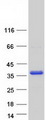 MAST4 Protein - Purified recombinant protein MAST4 was analyzed by SDS-PAGE gel and Coomassie Blue Staining
