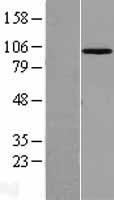 MASTL / GW Protein - Western validation with an anti-DDK antibody * L: Control HEK293 lysate R: Over-expression lysate