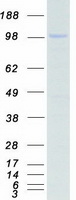 MASTL / GW Protein - Purified recombinant protein MASTL was analyzed by SDS-PAGE gel and Coomassie Blue Staining