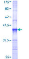 MAT / MAT1A Protein - 12.5% SDS-PAGE Stained with Coomassie Blue.