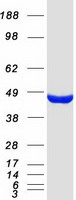 MAT / MAT1A Protein - Purified recombinant protein MAT1A was analyzed by SDS-PAGE gel and Coomassie Blue Staining