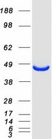 MAT2A Protein - Purified recombinant protein MAT2A was analyzed by SDS-PAGE gel and Coomassie Blue Staining