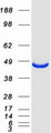 MAT2A Protein - Purified recombinant protein MAT2A was analyzed by SDS-PAGE gel and Coomassie Blue Staining