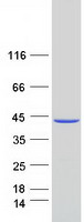 MAT2B Protein - Purified recombinant protein MAT2B was analyzed by SDS-PAGE gel and Coomassie Blue Staining