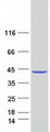 MAT2B Protein - Purified recombinant protein MAT2B was analyzed by SDS-PAGE gel and Coomassie Blue Staining
