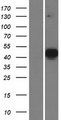 MATH2 / NEUROD6 Protein - Western validation with an anti-DDK antibody * L: Control HEK293 lysate R: Over-expression lysate