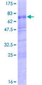 MATH2 / NEUROD6 Protein - 12.5% SDS-PAGE of human NEUROD6 stained with Coomassie Blue