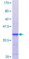 MATH2 / NEUROD6 Protein - 12.5% SDS-PAGE Stained with Coomassie Blue.