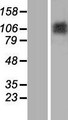 MATN2 / Matrilin 2 Protein - Western validation with an anti-DDK antibody * L: Control HEK293 lysate R: Over-expression lysate