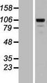 MATN2 / Matrilin 2 Protein - Western validation with an anti-DDK antibody * L: Control HEK293 lysate R: Over-expression lysate