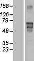MATN4 / Matrilin 4 Protein - Western validation with an anti-DDK antibody * L: Control HEK293 lysate R: Over-expression lysate