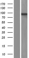 MATR3 / Matrin 3 Protein - Western validation with an anti-DDK antibody * L: Control HEK293 lysate R: Over-expression lysate