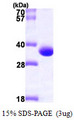 MAWDBP / PBLD Protein