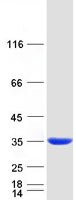 MAWDBP / PBLD Protein - Purified recombinant protein PBLD was analyzed by SDS-PAGE gel and Coomassie Blue Staining